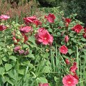 Hibiscus moscheutos